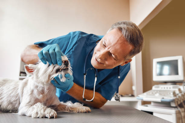 Best Emergency Dental Care for Broken or Chipped Teeth in Merton, WI